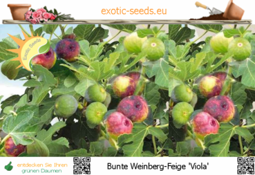 Ficus carica, Bunte Weinberg-Feige 'Viola' , 50 Samen